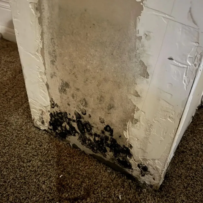 Professional Mold Removal in Groveton, TX